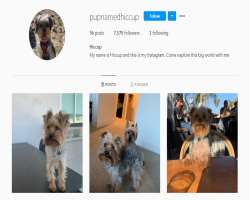He has unconditional love for his dog, there's a separate Instagrm page of his dog named pupnamedhiccup.